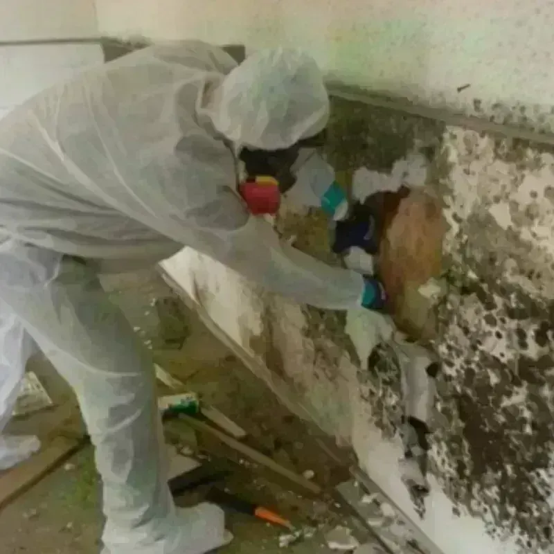 Mold Remediation and Removal in Mount Morris, IL